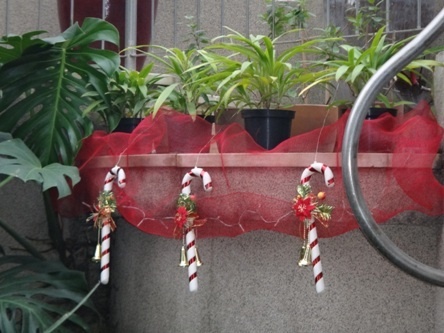 palmiarnia w świątecznej szacie